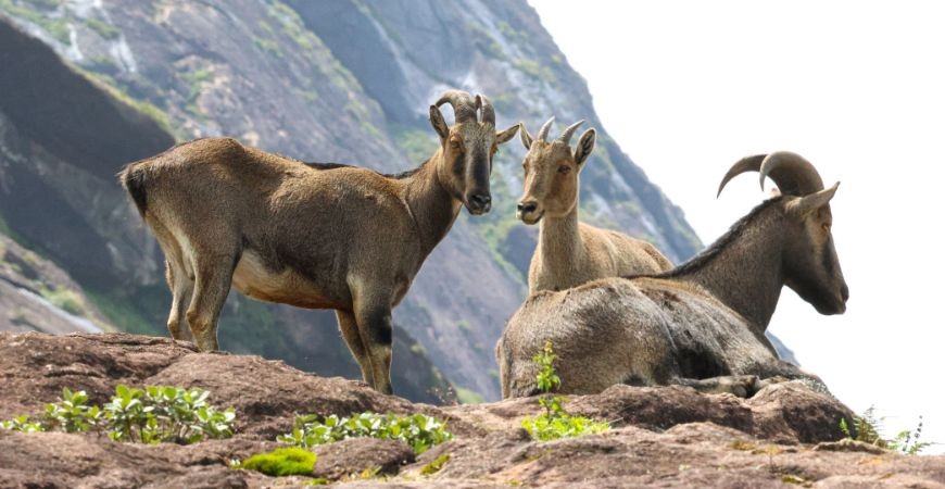 Nilgiri Tahr (Goat Mountain)